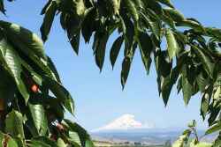 As record heat continues to blast the West, the Northwest Cherry Growers said the heat will force some growers to abandon a portion of their crop due to the damage. It's also forcing farm workers to harvest at night.