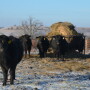 BT_Bull_Heifers_Hay_Winter