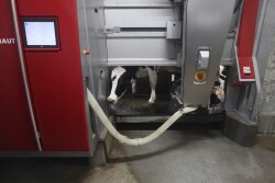 Overall, these results indicate that personality traits of dairy cows are associated with adaptation and performance in an AMS, and that personality traits are consistent across the transition period. 