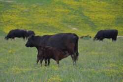 BT_Cow_Calf_Kentucky_Fescue