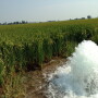 missouri_rice_and_water