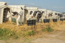 Identifying the type of semen used can also aid in herd management decisions.