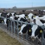 The national average price for replacement Holstein dairy heifers continues to hover at about $1,100 per head, well below the cost of production. 