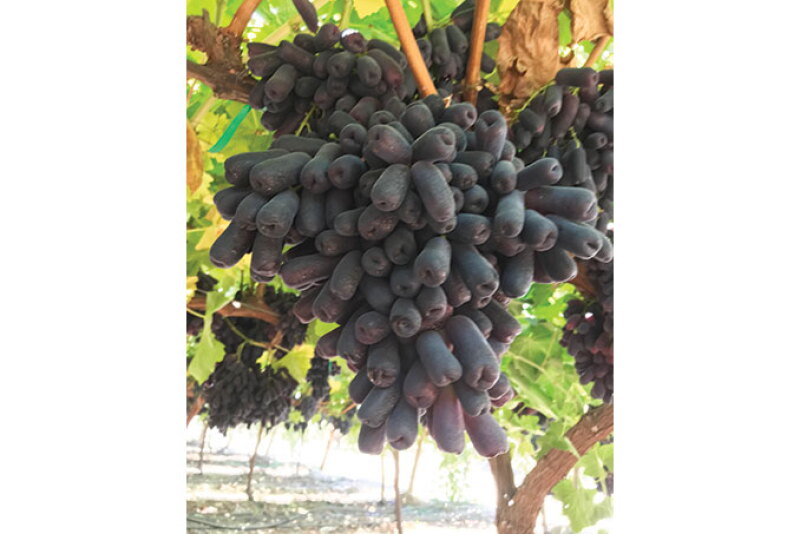 Black table grapes, like the Sweet Sapphire, may not be as popular as red or green varieties, but suppliers say they have their own following.