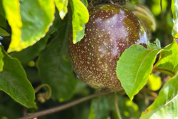 passion fruit on tree