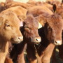 BT_Nebraska_Red_Calves