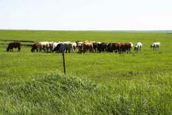 Wilson Ranch