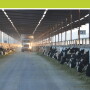 Certainly, the variation that exists in accurately feeding cows is enormous. These challenge producers, consultants, nutritionists, and veterinarians.