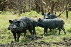 FerelHog.AdobeStock_97251132.jpg