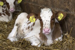 Calf hutches and barns are a perfect breeding ground for summer flies, but it doesn’t have to be that way. 