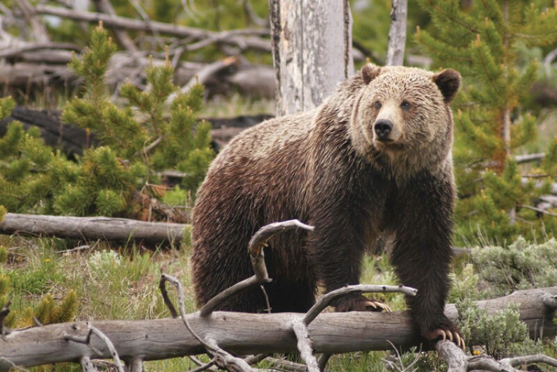 Grizzly Bear in the North Cascades National Park.