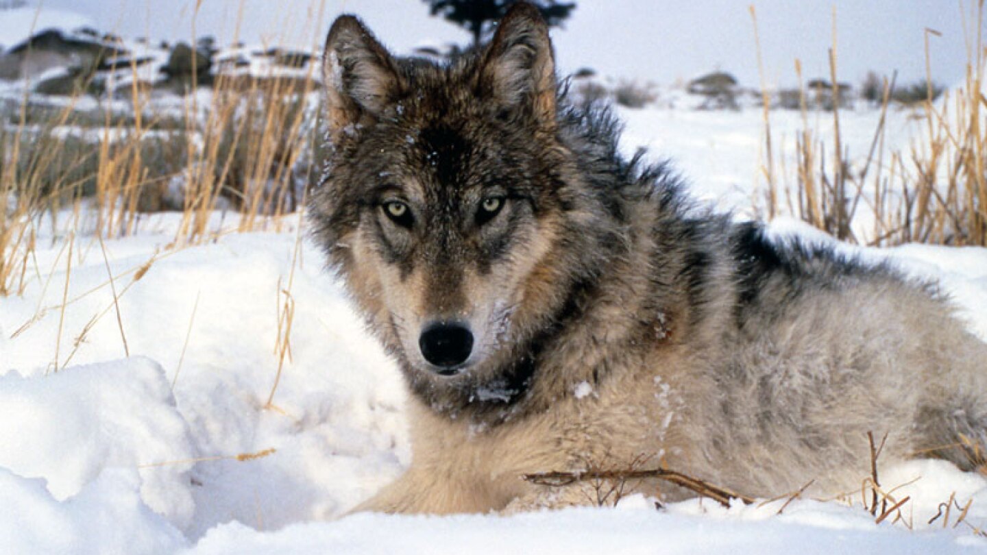 House Approves Gray Wolf Protection Removal in a Victory for Cattlemen ...