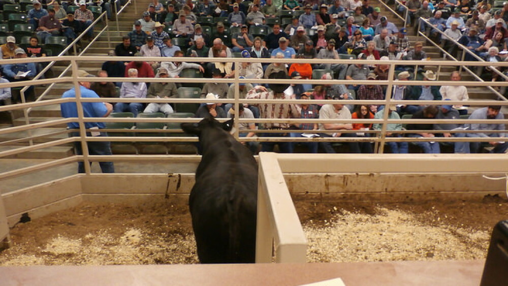 BT_Missouri_Bull_Sale_Auction_Ring.jpg