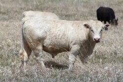 Charolais_Bull