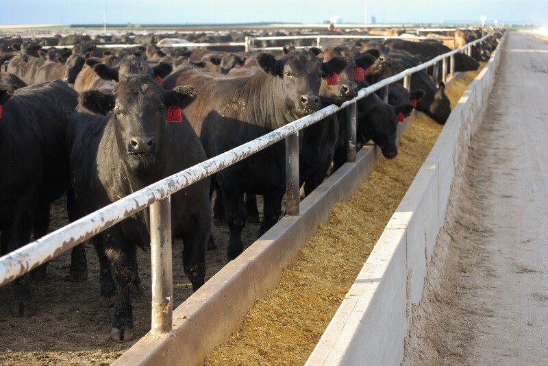 Cattle in a Kansas Feedyard