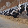 DT_Dairy_Cows_Bunk