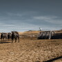 Beef Marketing Program monitors individual animal performance.