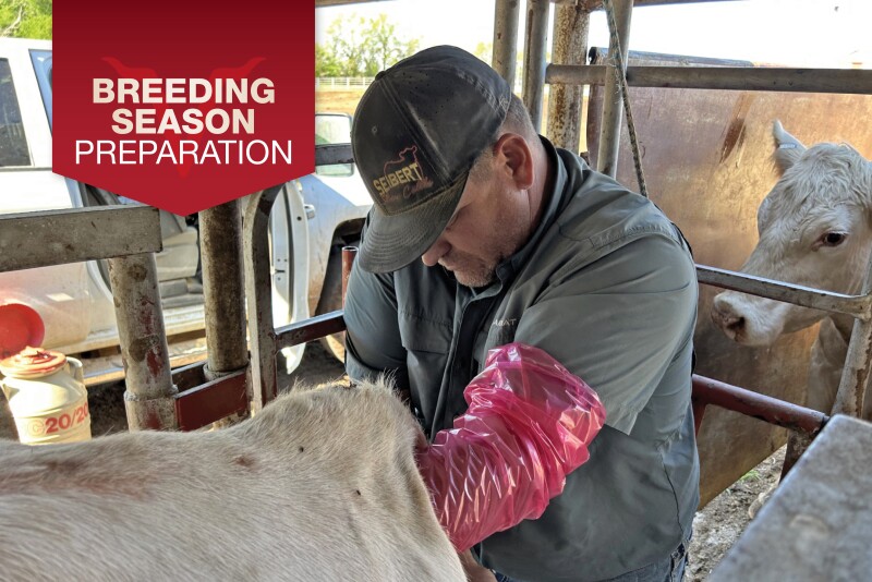Maximizing Reproductive Success: How to Use Estrus Synchronization to ...