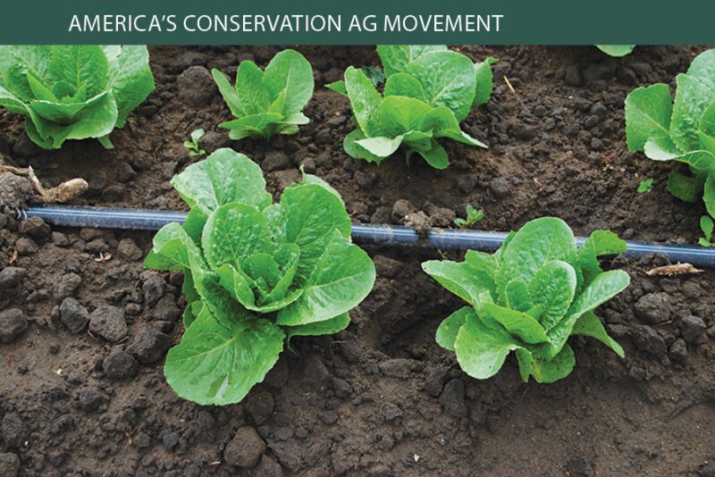 Drip irrigation has become popular throughout the U.S. and can help growers significantly increase yields using the same amount of water as with surface irrigation, experts say.