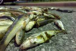 fish_kill