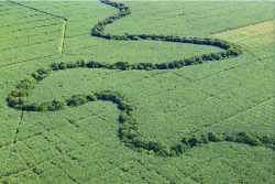 Chiquita.png