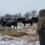 BT_Winter_Feeding_Cattle