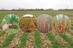 Learn more about what Jason Mauck is doing on his farm, including cover crops here.