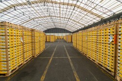 Zespri launches Sungold kiwifruit season
