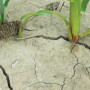 dry ground