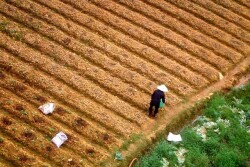 Vietnam_Farmer_Asia