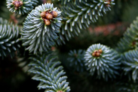 christmas_tree_closeup.jpg