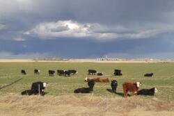 BT_winter_wheat_cattle