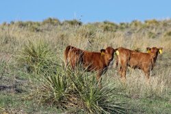 Yucca_Plant_Calves__Native_Pasture