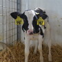 DT_Dairy_Holstein_Calf