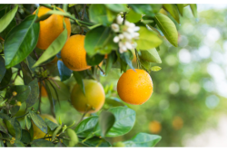 Florida oranges.png