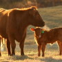 The technology is available for use at various production stages in beef and dairy.