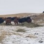 feeding-hay.NDSU_.jpg
