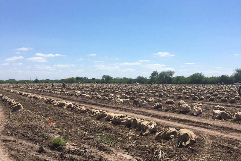 Texas onion harvest 