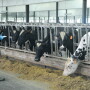 p18 Milk Pregnancy Test