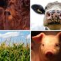 Dairy Beef Cattle Pigs Corn