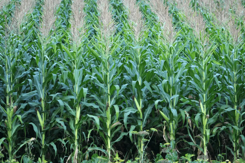 Corn Row Spacing: Key Benefits and Challenges for Growers - AgWeb