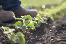 Soybean plants by BASF.PNG