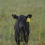 Young beef calf