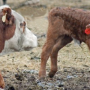 BT_Cow_Calf