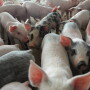 “You’re talking about a 20% gratuity to the Mexico treasury every time you ship hams to Mexico,” Joe Schuele, vice president of communications at the U.S. Meat Export Federation, said by phone. “That’s a pretty big factor.”