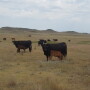 NDSU Cows