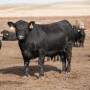 Angus steer