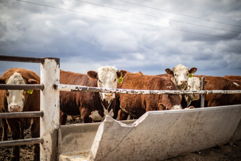 AHA feedlot
