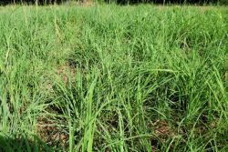 Big Bluestem