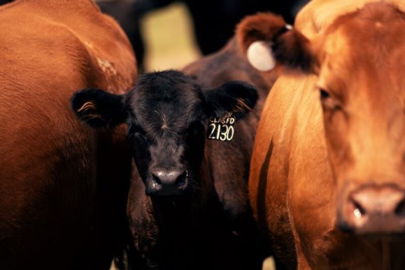 calf